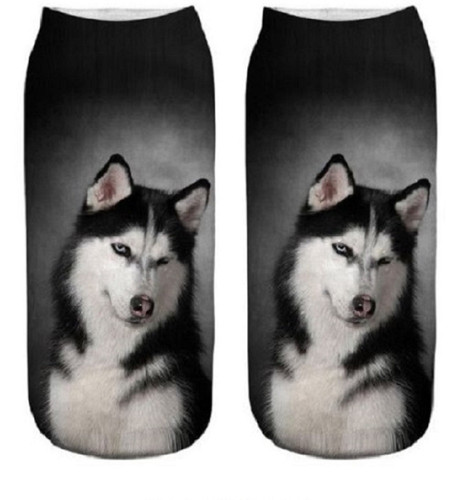 Husky akita cute dog trainer - akita,