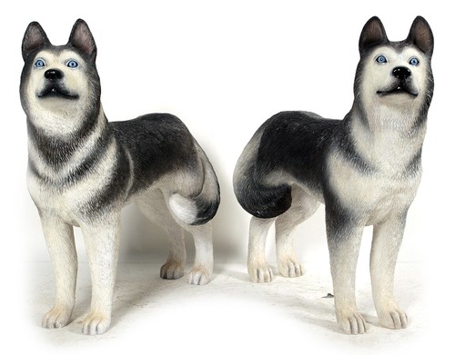 Set two husky dog - of,