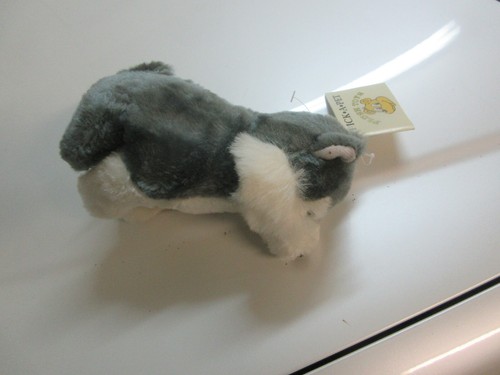 Husky dog pick - dog, a